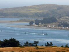 Casal da Bay Area se declara culpado de vender peixe ilegalmente fora de casa – The Mercury News