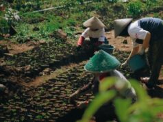 Garut Village Coffee penetra na Europa até ao Médio Oriente, esta é a estratégia de negócio