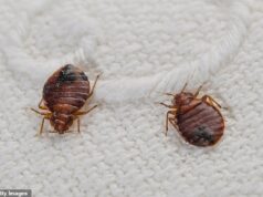 Alerta urgente sobre o ressurgimento de percevejos – como o especialista revela, eles podem se tornar ativos novamente durante o inverno