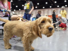 Liberte os caçadores! e terriers e cachorrinhos. O American Kennel Club adiciona 3 raças.