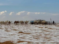 Neve em Al-Jawf, na Arábia Saudita, pela primeira vez: o que você deve saber sobre isso