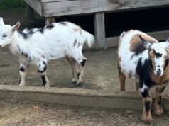 Notícias tristes do Zoológico de Oakland; Boas notícias no Children’s Fairyland