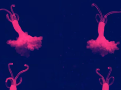 O que são vermes zumbis e por que sua ausência preocupa os cientistas? | Notícias do mundo