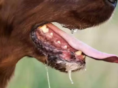 Alerta de ‘vacina’: Austrália sinaliza vacina falsa contra raiva na Índia | Notícias de saúde e condicionamento físico