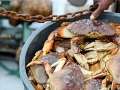 A temporada comercial do caranguejo Dungeness na Bay Area pode começar em 5 de janeiro – com limitações