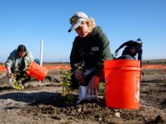 O primeiro dique vivo da Bay Area é plantado em Palo Alto
