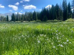 As pastagens montanhosas devem ser priorizadas para os títulos climáticos da Califórnia