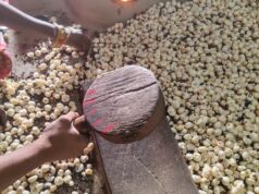 À medida que as tarifas de Trump atingem as nozes indianas, o superalimento visa novos mercados | Guerra Comercial