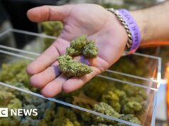 Trump esperava expandir o acesso à maconha através de uma grande mudança na política de drogas