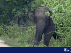 Sete elefantes mortos em acidente de trem na Índia