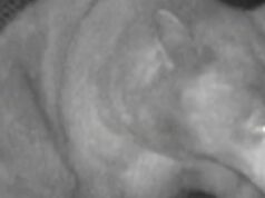 Trapping na Califórnia pegou o urso errado