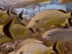 Onde nadar no Scuba Santa Florida?