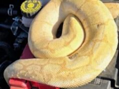 Homem encontra píton bola morta sob o capô de seu carro