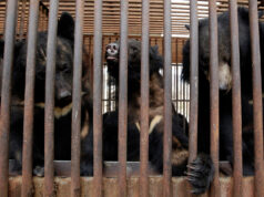 Coreia do Sul anuncia fim do polêmico cultivo de bile de urso | Ambiente