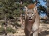Mulher de Colorado Springs espancada até a morte por leão da montanha durante caminhada