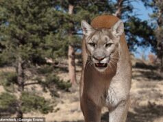 Mulher de Colorado Springs espancada até a morte por leão da montanha durante caminhada