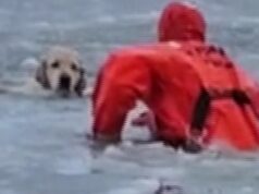 Bombeiros resgatam cachorro de lago congelado em Rhode Island