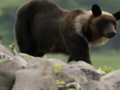 Japão está tentando impedir ataques de ursos