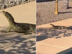Homem descobriu lagarto gigante nadando na piscina de seu quintal