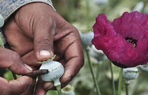 Ópio apreendido em Jharkhand: um preso, operação de contrabando de drogas desmantelada.
