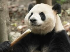 Panda acumulou 8.000 milhas para um encontro às cegas em Atlanta