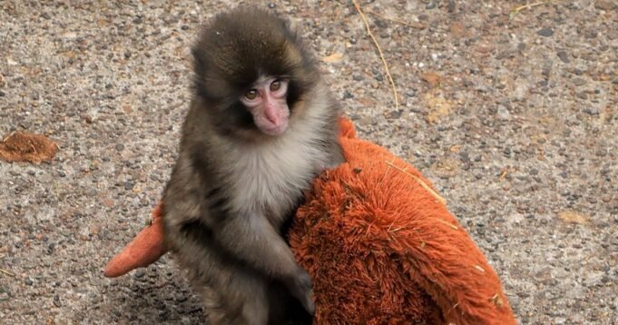 1779128166_260219-monkey-japan-ch-1523-db5c50.jpg