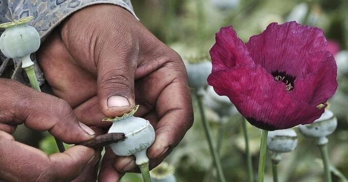 1779201360_14opium.jpg