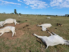 74 bovinos morrem de frio no MS; Iagro emitiu um alerta aos criadores de animais