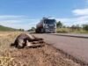 Motociclista que atropelou anta na BR-262 será indenizado