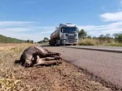 Motociclista que atropelou anta na BR-262 será indenizado