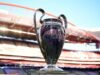 UCL Champions – Lista completa dos vencedores da Liga dos Campeões após o PSG vencer o Arsenal