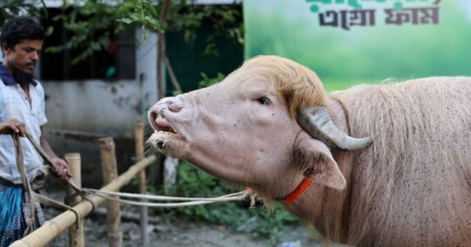 23viral-albino-buffalo-donald-trump.jpg
