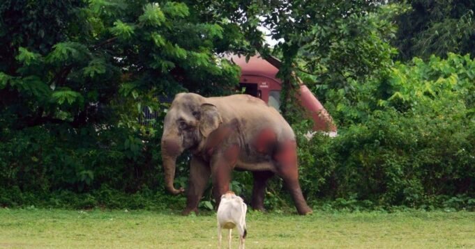 24elephant2.jpg