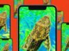 Como vídeos de ‘teste’ de peixes estranhos da China sequestraram as piores emoções da Internet