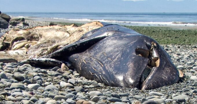 260518-gray-whale-washington-bf-1154-3770f9.jpg