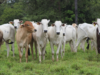 83 bovinos morrem de frio no MS; Iagro alerta criadores de animais