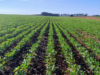 Agro oferece expansão da Desenrola Rural e Fiagros para empréstimos