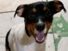 Família procura cachorro Neguinho desaparecido em Campo Grande