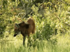 Lobos-guará são retratados em território demarcado em Água Clara