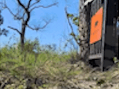 Onças-pintadas na Barra do São Lourenço: emoção no Pantanal