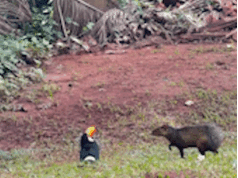 Filme oncologista Kotia ataca tucano ferido em parque
