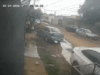 Pitbulls matam mais 2 gatos no Jardim Carioca; 22 vítimas