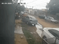 Pitbulls matam mais 2 gatos no Jardim Carioca; 22 vítimas