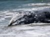 Quase duas dúzias de baleias cinzentas morreram após encalharem nas praias do noroeste este ano