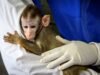 Monkey Business: Vendas de primatas nas redes sociais dos EUA aumentam, mostra relatório