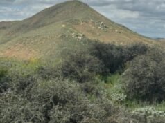 Após anos de luta, o carvalho mais antigo do mundo sobrevive dos desenvolvedores da Califórnia