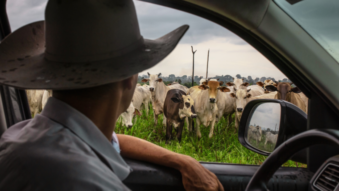 cattle-rancher-cows-pasture.png