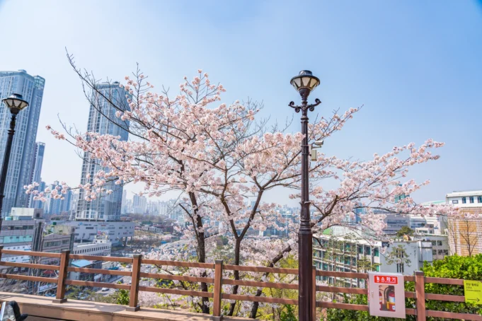 cherry-blossoms-Hanyang-University-spring-flowers-flower-trees-korea-1635045-pxhere.com_.webp.webp