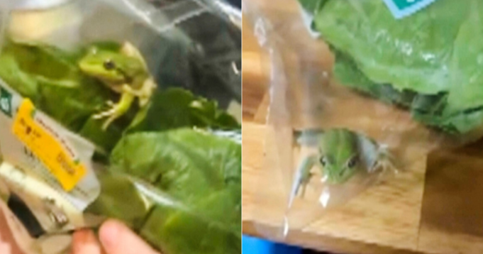 frog-found-in-bag-of-salad.png