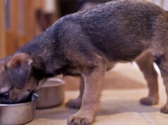 O recall de alimentos para animais de estimação da Raaw Energy se expande devido a preocupações com listeria e doenças relatadas